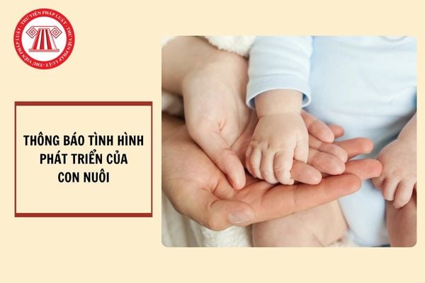 Thông báo tình hình phát triển của con nuôi được thực hiện như thế nào?