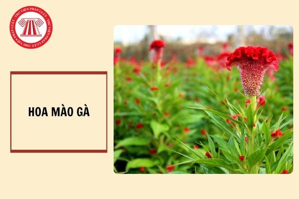 Hoa mào gà như thế nào? Tết Hoa mào gà của người Cống có phải là di sản văn hóa phi vật thể quốc gia hay không?