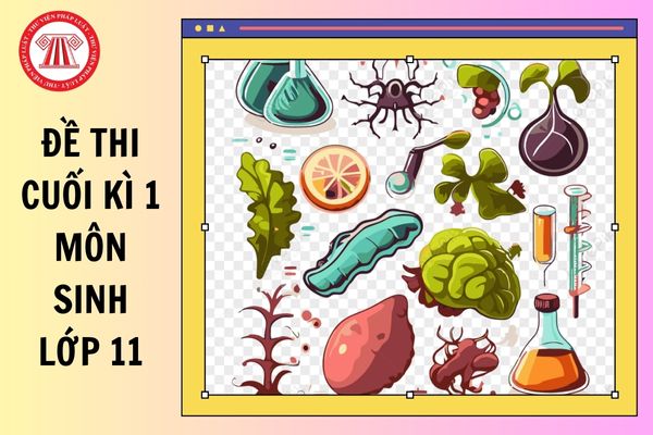 Hỏi đáp Pháp luật
