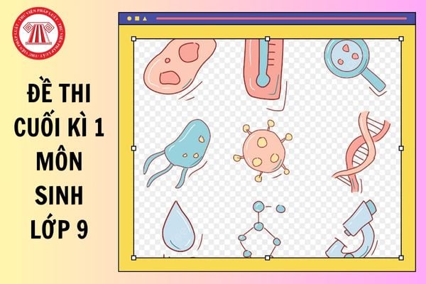 Đề thi cuối kì 1 môn Sinh lớp 9 có đáp án năm 2025 2026 cho học sinh tham khảo ra sao?