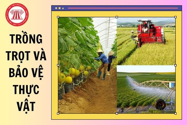 Hỏi đáp Pháp luật