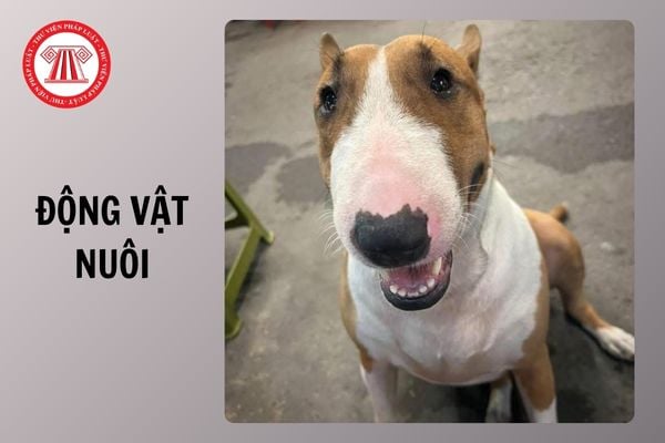 Thả rông động vật nuôi ở nơi công cộng có thể bị xử phạt lên đến 1 triệu đồng từ 15/12/2025 đúng không?