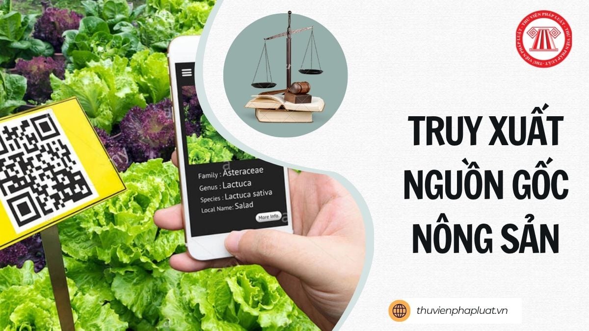 Hỏi đáp Pháp luật