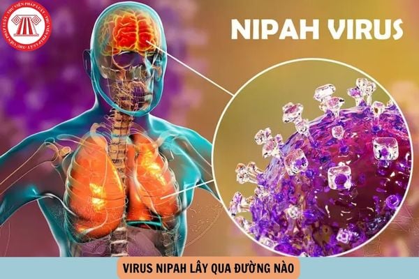 Hỏi đáp Pháp luật