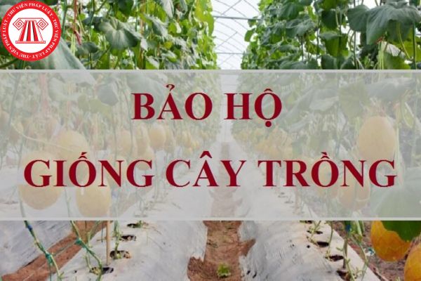 cây trồng