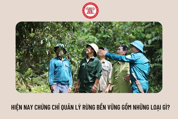 Hiện nay chứng chỉ quản lý rừng bền vững gồm những loại gì?