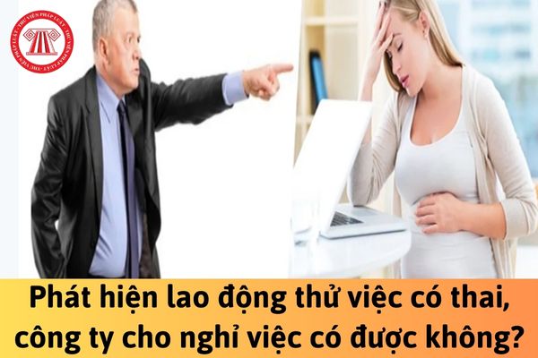 Phát hiện lao động thử việc có thai, công ty cho nghỉ việc có được không?