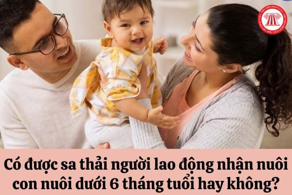 Có được sa thải người lao động nhận nuôi con nuôi dưới 6 tháng tuổi hay không?