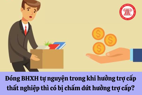 Đóng bảo hiểm xã hội tự nguyện trong khi hưởng trợ cấp thất nghiệp thì có bị chấm dứt hưởng trợ cấp hay không?