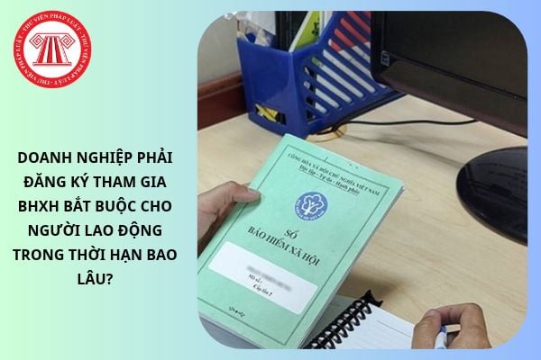 Pháp luật