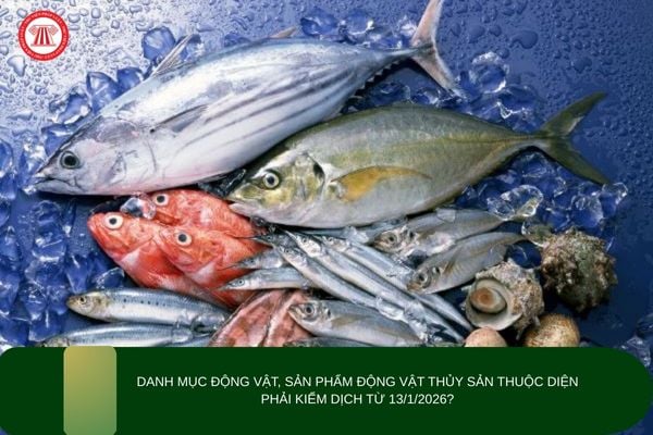 Danh mục động vật, sản phẩm động vật thủy sản thuộc diện phải kiểm dịch từ 13/1/2026?