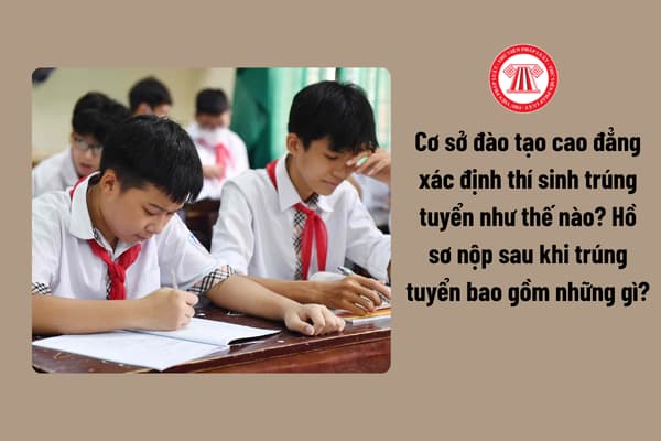 Pháp luật