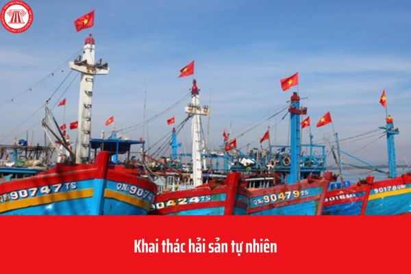 Cá nhân hoạt động khai thác hải sản tự nhiên có phải làm hồ sơ miễn thuế tài nguyên?