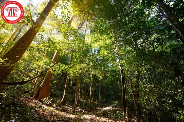  Nhà nước có thu hồi rừng trong trường hợp chủ rừng sử dụng rừng không đúng mục đích hay không? 