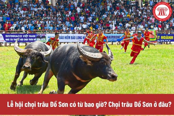 Lễ hội chọi trâu Đồ Sơn có từ bao giờ? Chọi trâu Đồ Sơn ở đâu? Lễ hội chọi trâu Đồ Sơn là Di sản văn hóa phi vật thể Quốc gia? (Hình từ Internet)