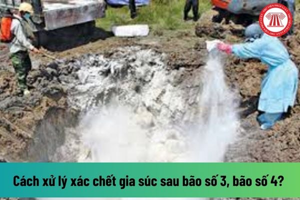 Cách xử lý xác chết gia súc sau bão số 3, bão số 4? Bị thiệt hại về gia súc do bão số 3, bão số 4 có được hỗ trợ tiền không? 