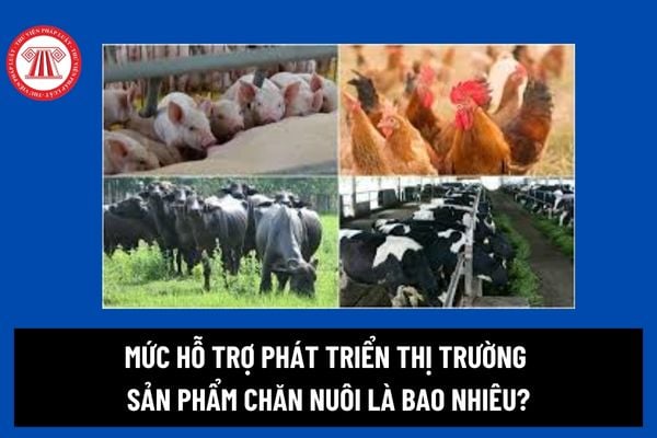 Dự án phát triển thị trường sản phẩm chăn nuôi là gì? Mức hỗ trợ phát triển thị trường sản phẩm chăn nuôi là bao nhiêu? 