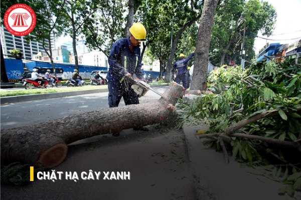 Chặt hạ cây xanh