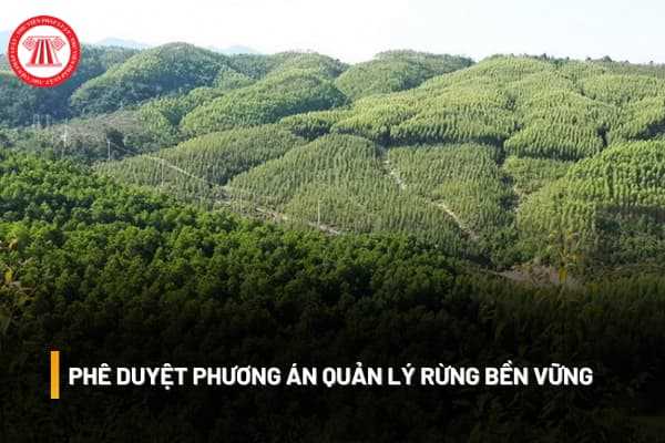 Phê duyệt phương án quản lý rừng bền vững