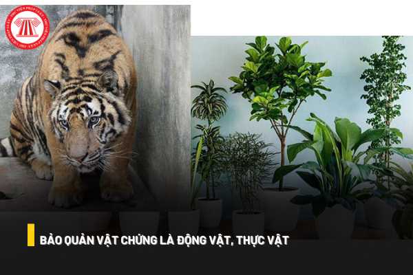 Vật chứng là động vật, thực vật