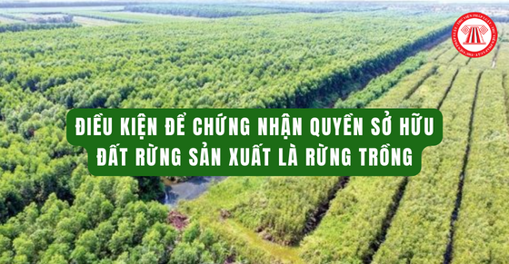 Điều kiện để chứng nhận quyền sở hữu đất rừng sản xuất là rừng trồng
