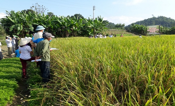 Sửa đổi điều kiện cho phép chuyển mục đích sử dụng đất trồng lúa sang thực hiện dự án đầu tư từ 05/02/2024