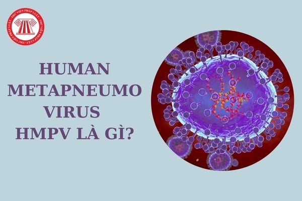 HMPV là gì? HMPV có phải là căn nguyên virus gây viêm phổi mắc phải cộng đồng ở người lớn không?