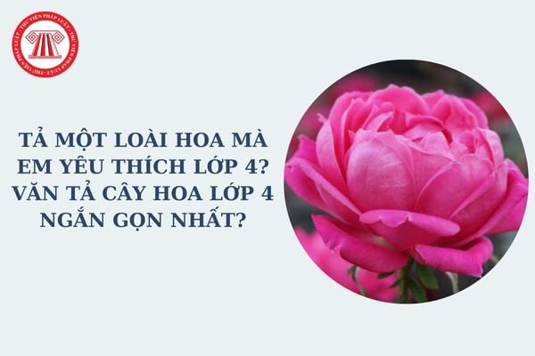 Tả một loài hoa mà em yêu thích lớp 4? Văn tả cây hoa lớp 4 ngắn gọn nhất? Nhiệm vụ của học sinh lớp 4 là gì?