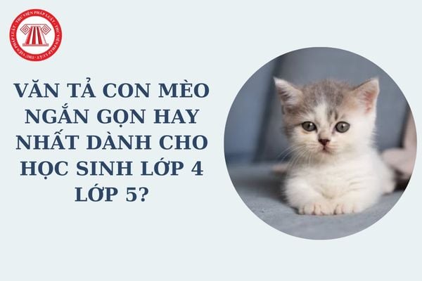 Văn tả con mèo ngắn gọn hay nhất dành cho học sinh lớp 4 lớp 5? Yêu cầu cần đạt về năng lực văn học đối với học sinh lớp 4 lớp 5?