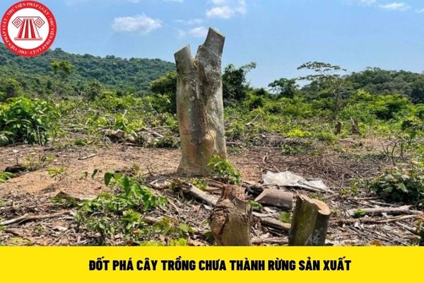 đốt phá cây trồng chưa thành rừng sản xuất