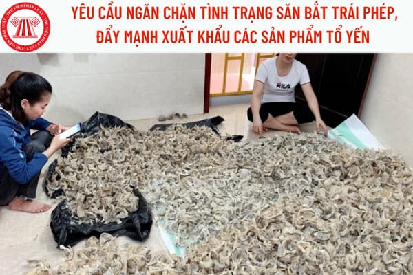 CHIM YẾN