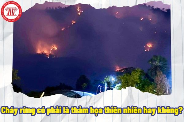 Cháy rừng có phải là thảm họa thiên nhiên hay không? Khi cháy rừng xảy ra thì Chủ tịch Ủy ban nhân dân các cấp có nhiệm vụ gì?