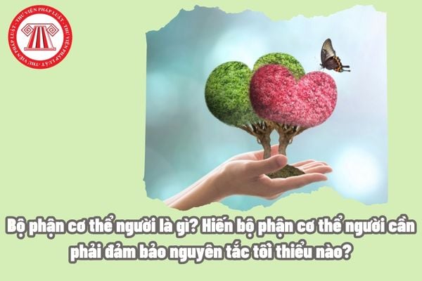 Bộ phận cơ thể người là gì? Hiến bộ phận cơ thể người cần phải đảm bảo nguyên tắc tối thiếu nào? 