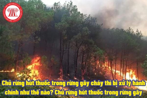 Chủ rừng hút thuốc trong rừng gây cháy thì bị xử lý hành chính như thế nào? Chủ rừng hút thuốc trong rừng gây cháy có bị xử lý hình sự không?