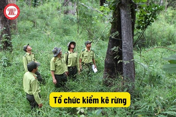 Tổ chức kiểm kê rừng