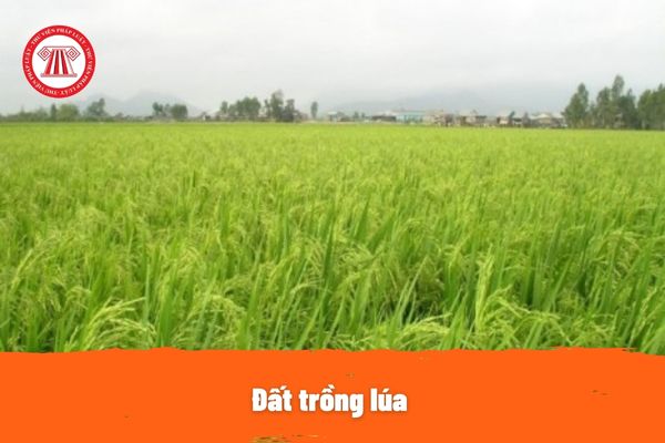 Đất trồng lúa
