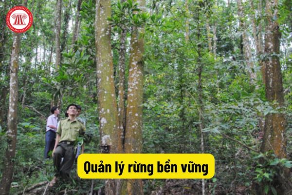 Quản lý rừng bền vững