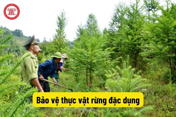 Bảo vệ thực vật rừng đặc dụng