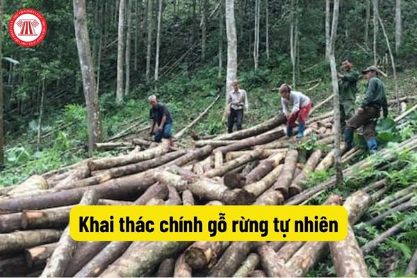 Khai thác chính gỗ rừng tự nhiên