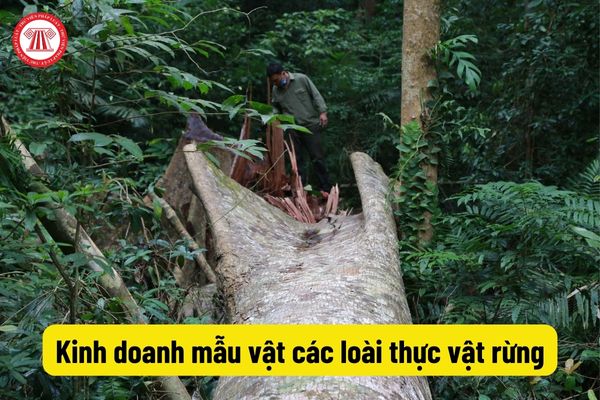 Kinh doanh mẫu vật các loài thực vật rừng