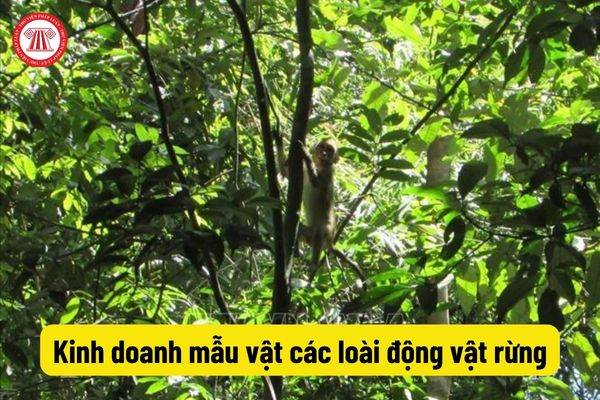 Kinh doanh mẫu vật các loài động vật rừng