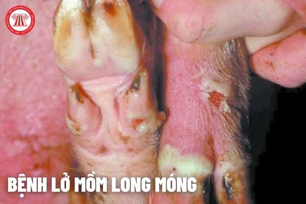 Bệnh lở mồm long móng