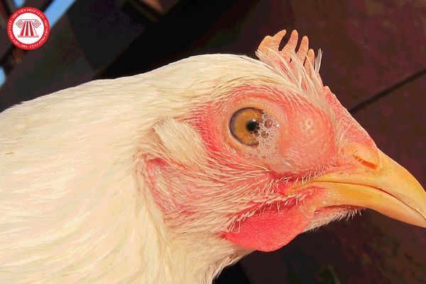 Phân biệt bệnh viêm đường hô hấp mãn tính khác gì so với bệnh viêm phế quản truyền nhiễm ở gà thông qua những đặc điểm nào?