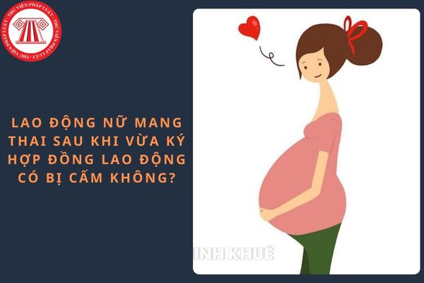 Pháp luật