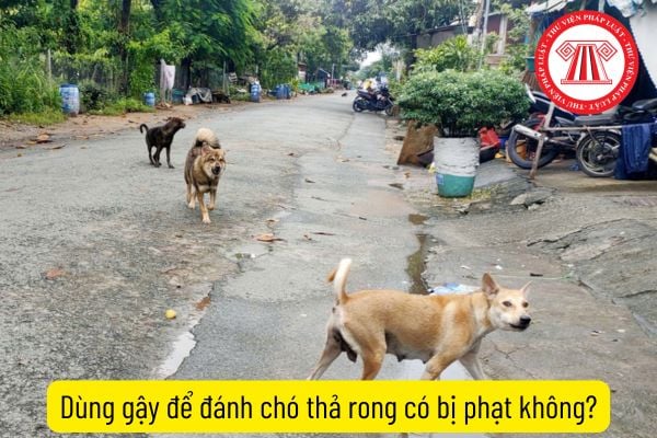 Dùng gậy đánh chó thả rong có bị phạt không