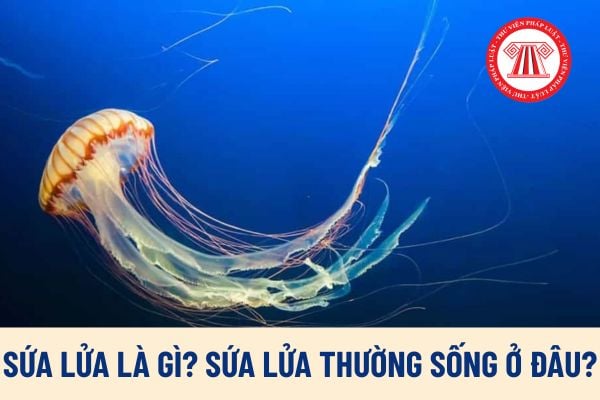 Pháp luật