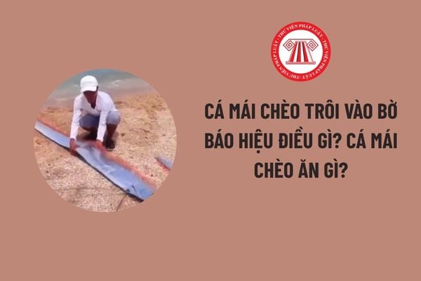 Pháp luật