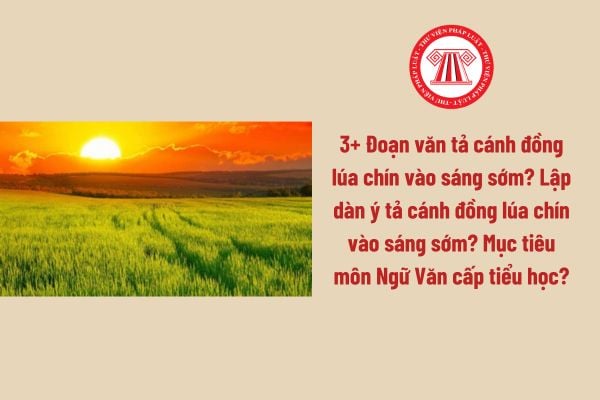 3+ Đoạn văn tả cánh đồng lúa chín vào sáng sớm? Lập dàn ý tả cánh đồng lúa chín vào sáng sớm? Mục tiêu môn Ngữ Văn cấp tiểu học?