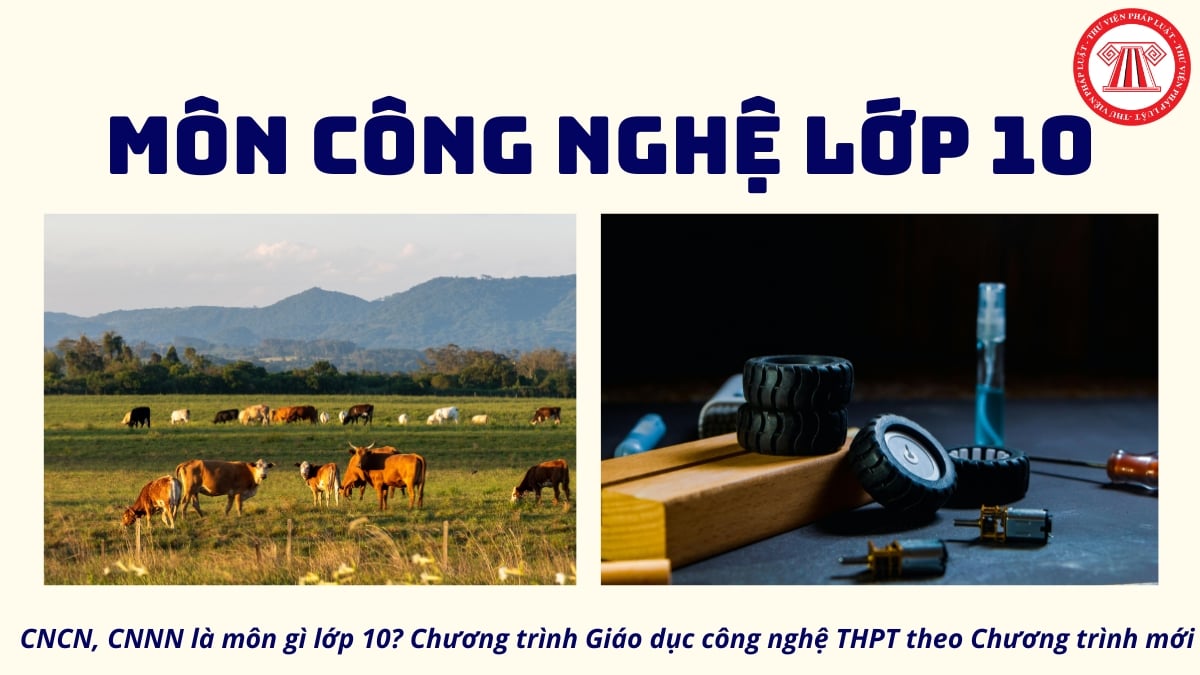 Pháp luật