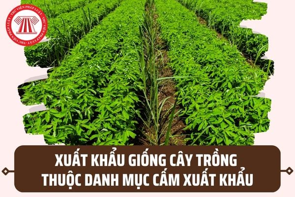 Xuất khẩu giống cây trồng thuộc Danh mục nguồn gen giống cây trồng cấm xuất khẩu thì bị xử lý ra sao?